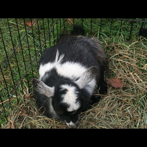 Meet your Posher, Tingfang - Picture 1 of 1